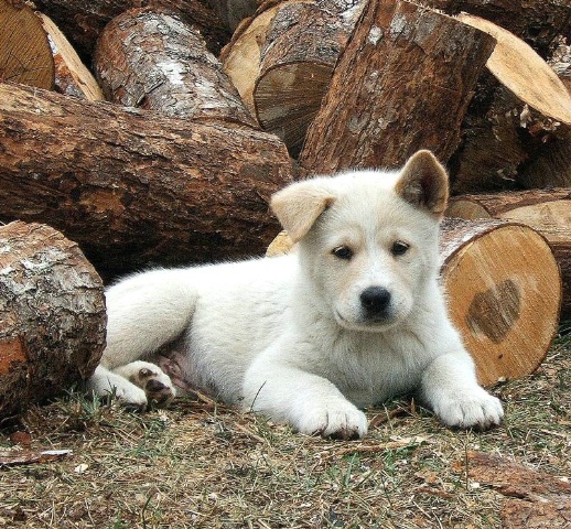 Guardian of the Wood Pile