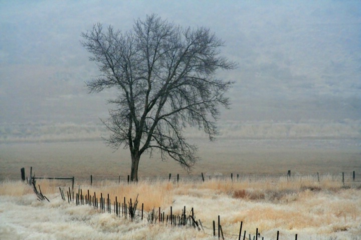 Foggy Morning