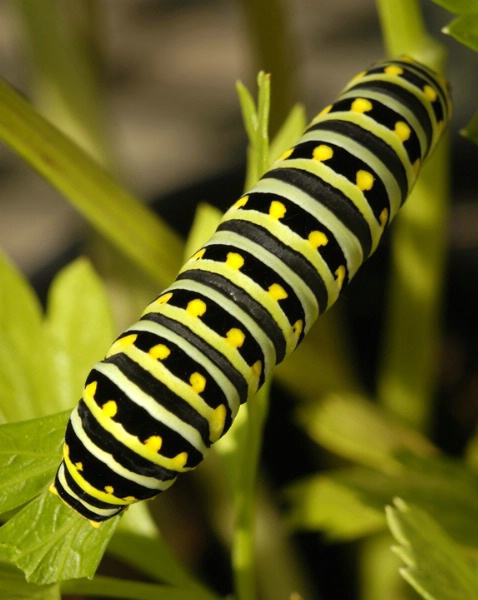 black swallowtail caterpillar - ID: 1516958 © Michael Cenci
