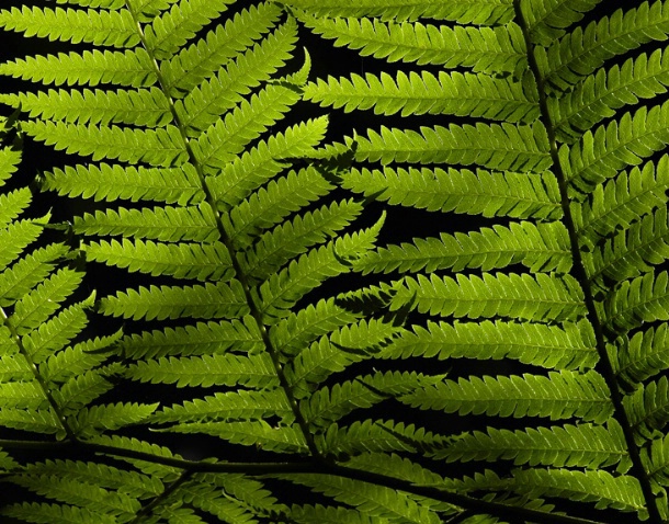 night fern - ID: 1516961 © Michael Cenci