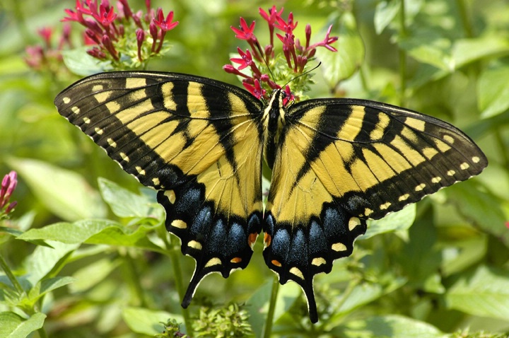 tiger swallowtail - ID: 1516965 © Michael Cenci