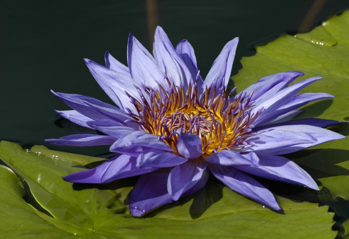 water lily - II - ID: 1517456 © Michael Cenci