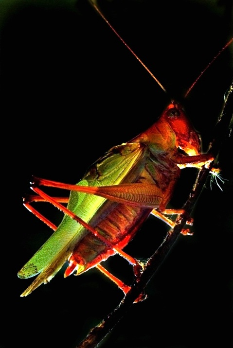 Backlit Bug