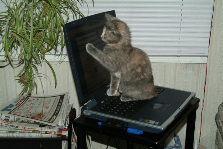 Cyber Kitty(Fruitloop)