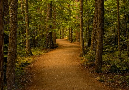 Wells Gray Park-Clearwater, B.C.