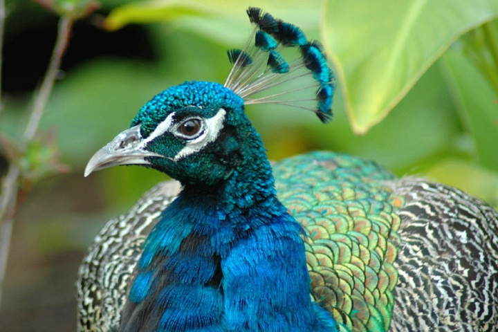 Male Peacock Portrait