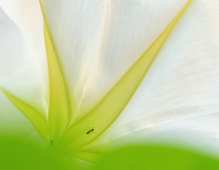 Ants on the Moonflower