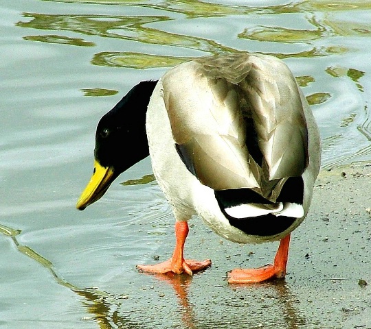 Looking for Lunch