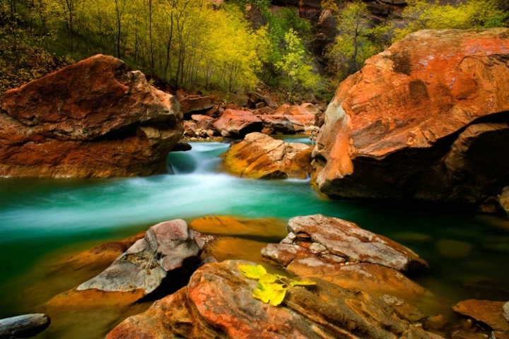 Fall Colors Zion National Park #10