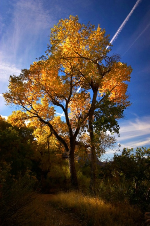 Fall Colors Zion National Park #18