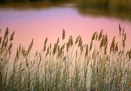 Bombay Hook Sunset