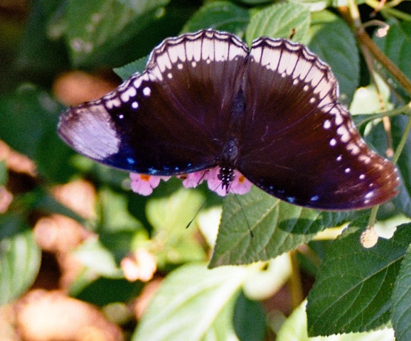 butterfly7