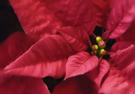 Flor de Navidad