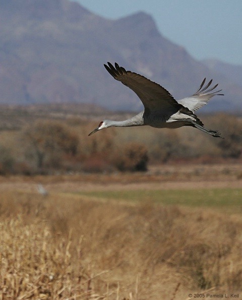 Sandhill Crane