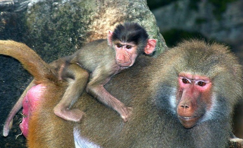 The only way to travel, for a baby Baboon.