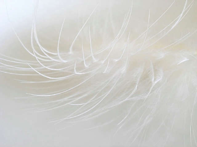 White Feather