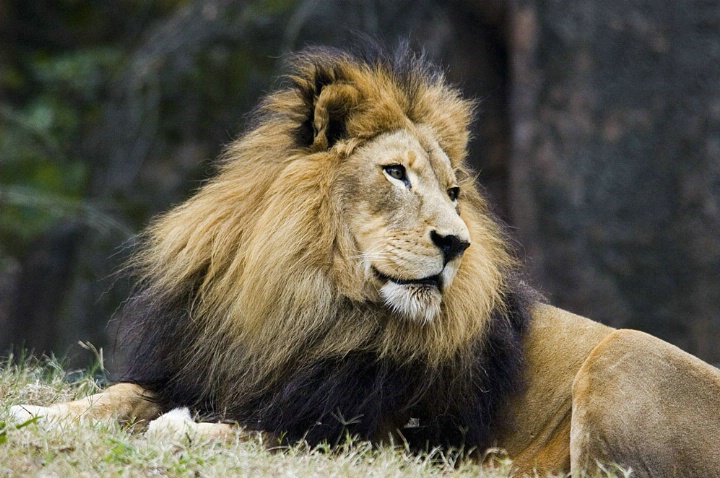 Lion King - ID: 1527053 © Richard S. Young