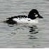 © Robert Hambley PhotoID # 1527681: Common Goldeneye