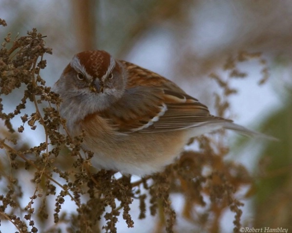 American Tree Sparrow - ID: 1528072 © Robert Hambley