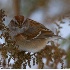 © Robert Hambley PhotoID # 1528072: American Tree Sparrow