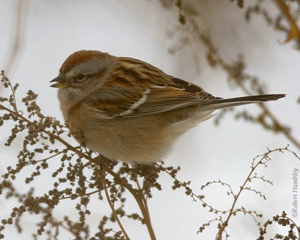 American Tree Sparrow - ID: 1528132 © Robert Hambley