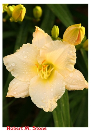 Day Lily after shower