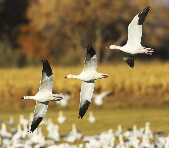 Snow Geese Fly By