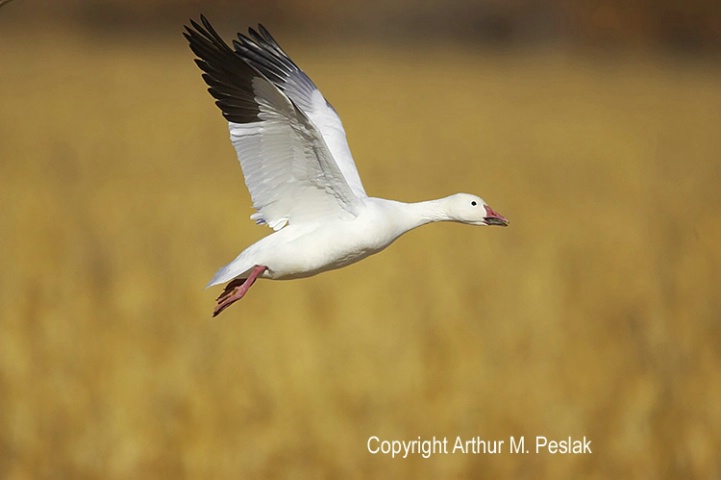 Snow Geese Fly By 2