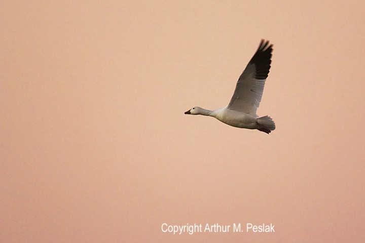 Snow Goose at Sunset against Pink Sky