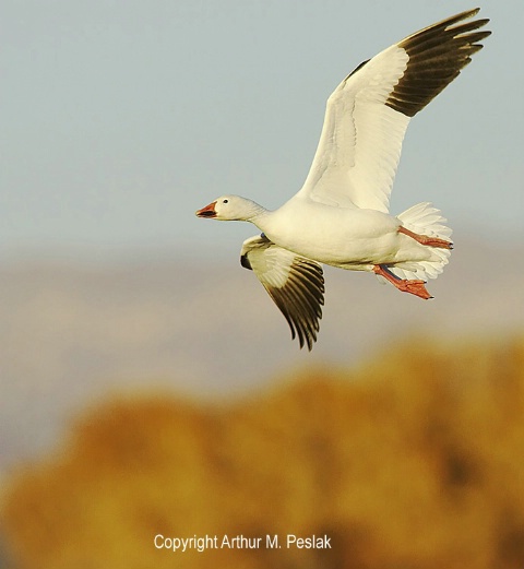 Snow Geese Fly By 3