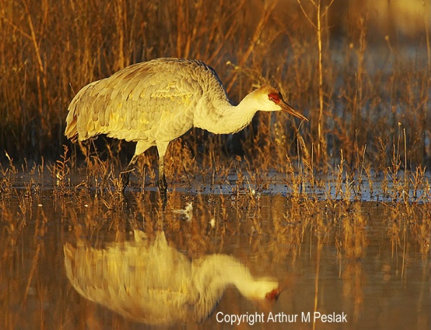 Sand Hill Crane Portrait 2