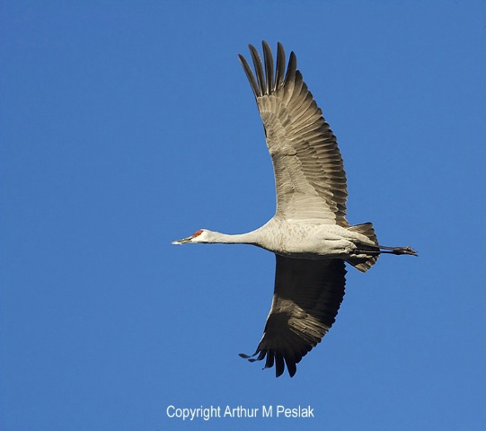 Sand Hill Crane Fly By