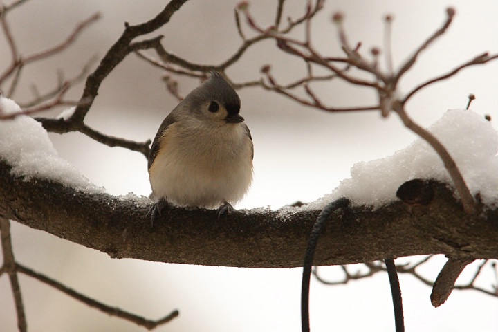 Winter Birds - Tufted Titmouse