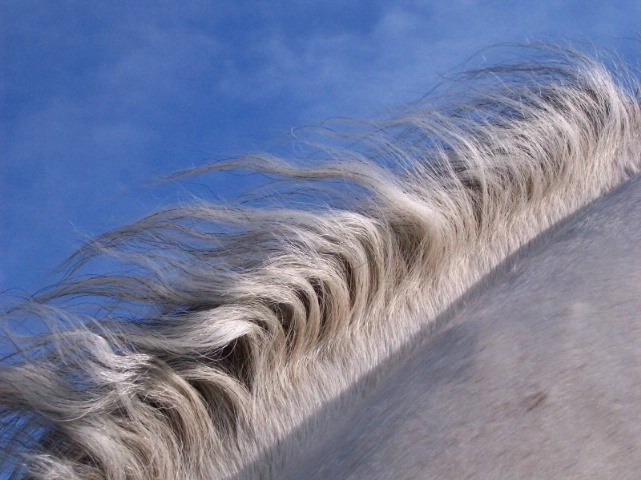 Blowing in the Wind