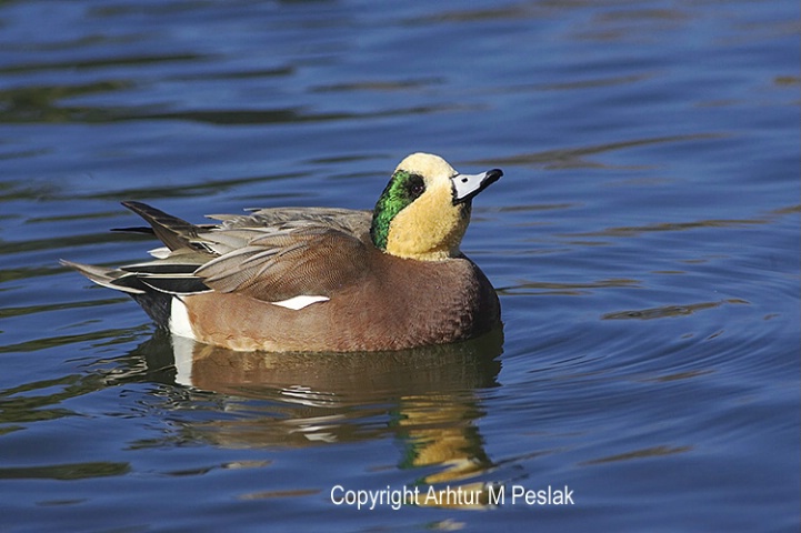 American Widgeon II