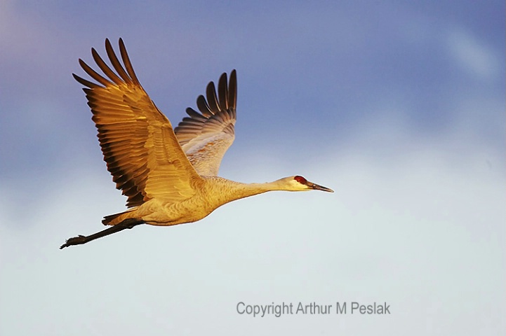 Sand Hill Crane in Flight 3