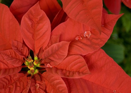 Poinsettia