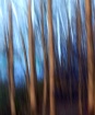 Backwoods Abstrac...
