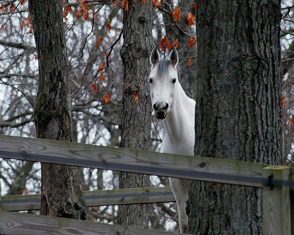 Horse in the Woods