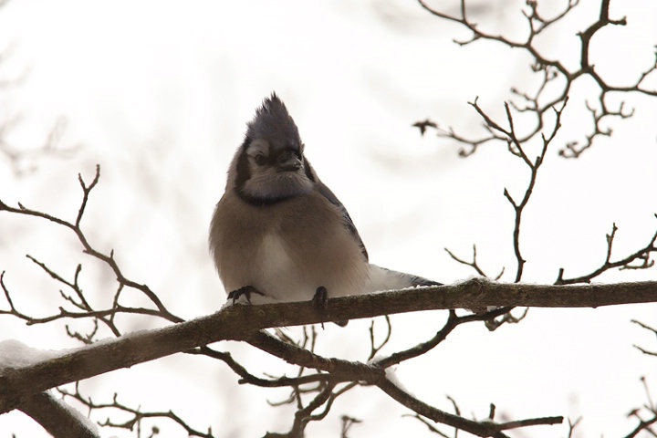 Winter Birds - Blue Jay