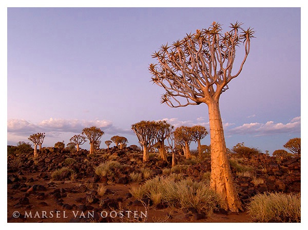 Quivertrees after sunset