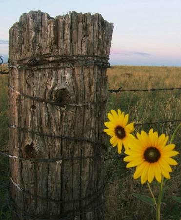 Fence Post