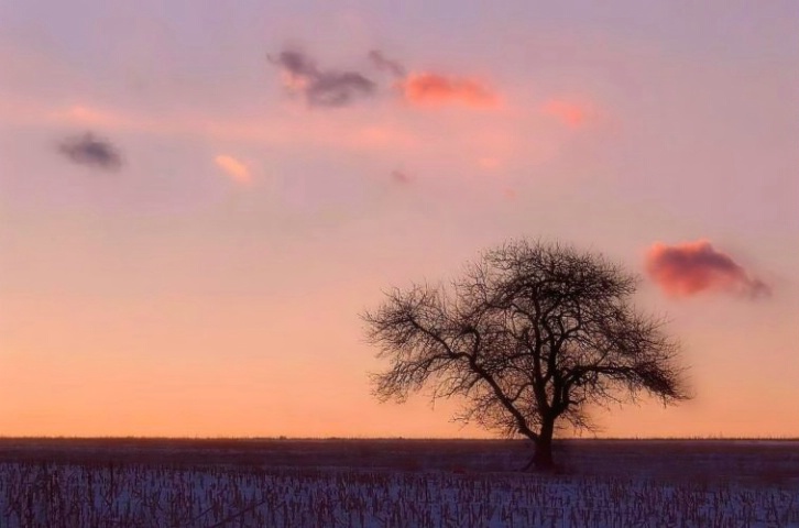 lonely appletree