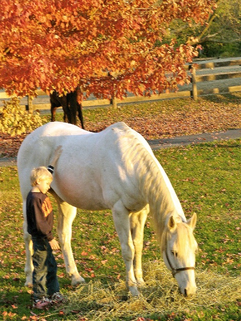 Fall Friends