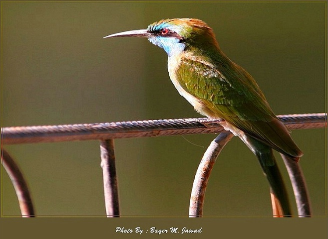 Bee - eater !! 