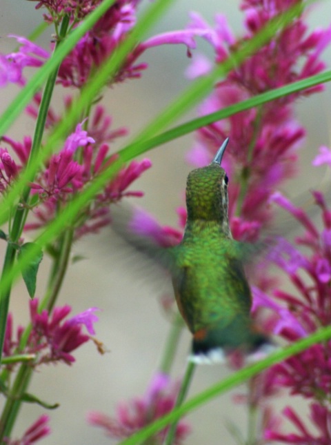 Hummingbird in Anise Hyssop