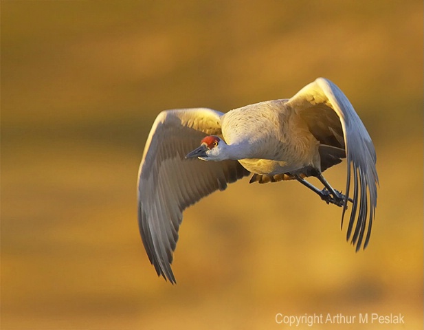 Sand Hill Crane Flying at You