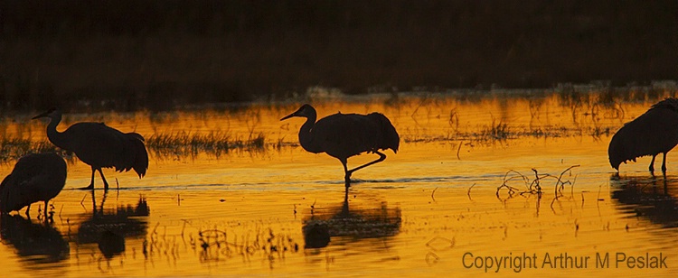 Sand Hill Crane