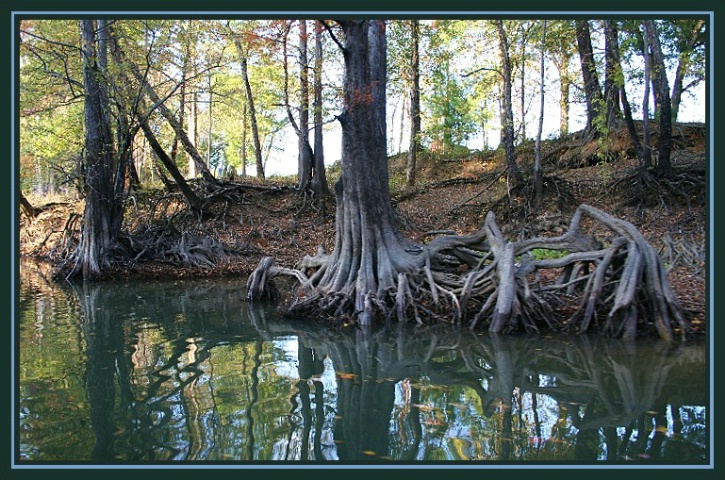 In the Great Cypress Bayou