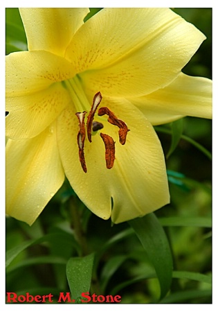 Day Lily in Late Afternoon